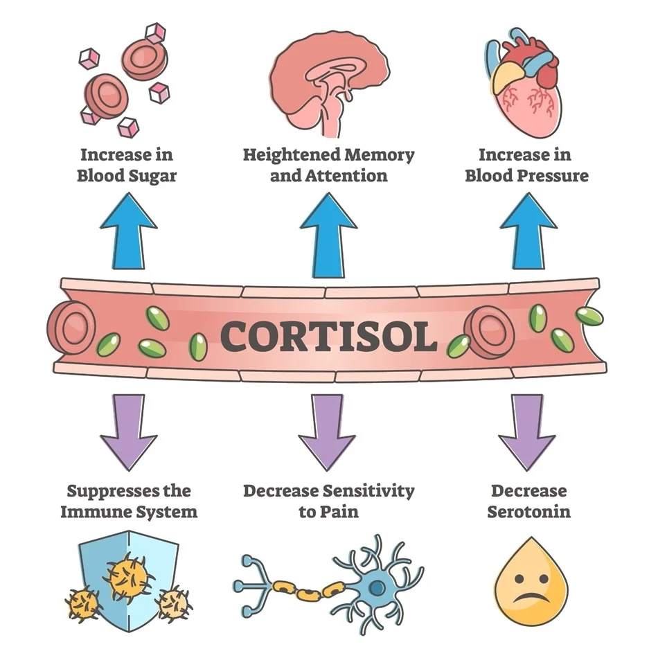 Cortisol and stress skin diagram